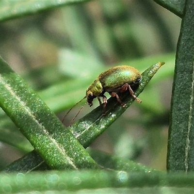 Edusella puberula (Leaf beetle) at Bungendore, NSW - 1 Dec 2024 by clarehoneydove