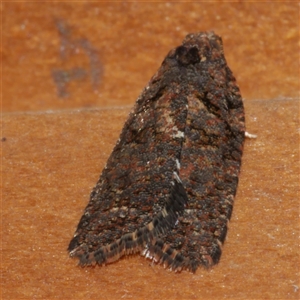 Capua dura (A Tortricid moth) at Freshwater Creek, VIC by WendyEM