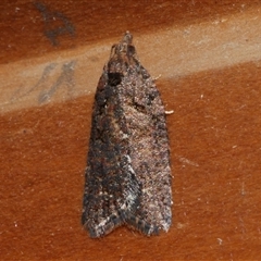 Capua dura at Freshwater Creek, VIC - 26 Jun 2020