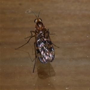 Sylvicola dubius at Freshwater Creek, VIC - 26 Jun 2020 10:19 PM