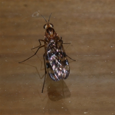 Sylvicola dubius (Wood-gnat) at Freshwater Creek, VIC - 26 Jun 2020 by WendyEM