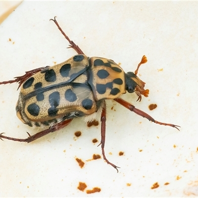 Neorrhina punctata (Spotted flower chafer) at Googong, NSW - 1 Dec 2024 by WHall