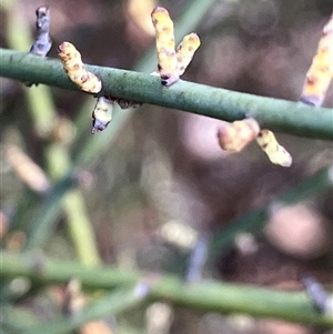 Leptomeria aphylla (Leafless Currant-Bush) at Fentons Creek, VIC by KL