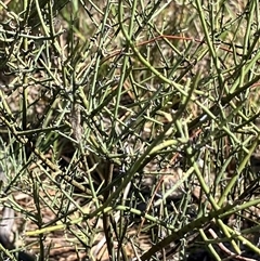 Leptomeria aphylla at Fentons Creek, VIC - 30 Nov 2024 04:32 PM