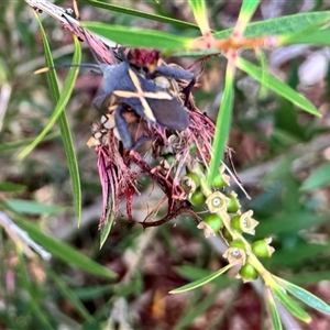 Mictis profana at Mawson, ACT - 1 Dec 2024