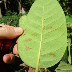 Cryptocarya murrayi at Miallo, QLD - 11 Dec 2022 08:42 AM