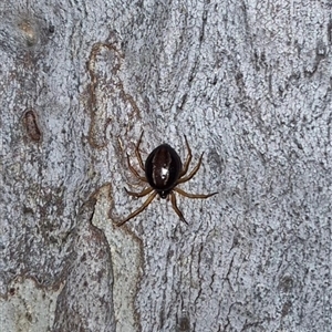 Euryopis umbilicata at Bungendore, NSW - suppressed