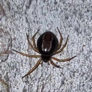 Euryopis umbilicata at Bungendore, NSW - suppressed