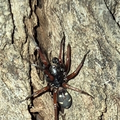 Storena cyanea (Ant-hunter spider) at Bungendore, NSW - 1 Dec 2024 by clarehoneydove