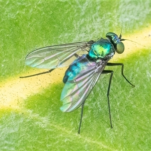 Dolichopodidae (family) (Unidentified Long-legged fly) at Googong, NSW by WHall