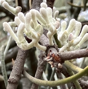 Amyema linophylla subsp. orientalis (Buloke Mistletoe) at Fentons Creek, VIC by KL