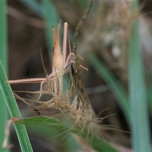 Acrida conica at Googong, NSW - 1 Dec 2024