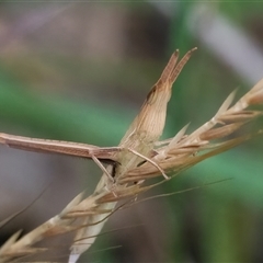 Acrida conica at Googong, NSW - 1 Dec 2024