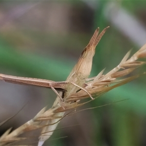 Acrida conica at Googong, NSW - 1 Dec 2024