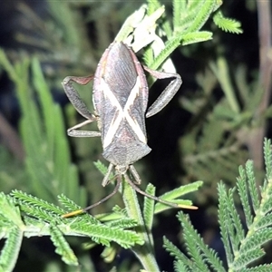 Mictis profana (Crusader Bug) at Bungendore, NSW by clarehoneydove