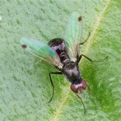 Parapalaeosepsis plebeia at Googong, NSW - 1 Dec 2024 by WHall