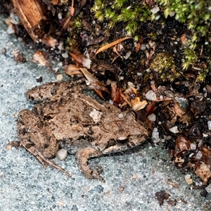 Crinia sp. (genus) (A froglet) at Googong, NSW by WHall