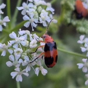 Aulacophora hilaris at Bungendore, NSW - suppressed