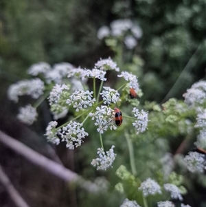 Aulacophora hilaris at Bungendore, NSW - suppressed