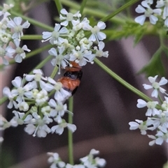 Aulacophora hilaris at Bungendore, NSW - suppressed