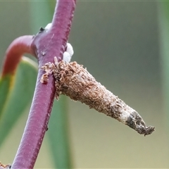 Psychidae (family) IMMATURE (Unidentified case moth or bagworm) at Googong, NSW - 1 Dec 2024 by WHall