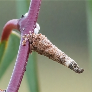 Conoeca or Lepidoscia (genera) IMMATURE (Unidentified Cone Case Moth larva, pupa, or case) at Googong, NSW by WHall