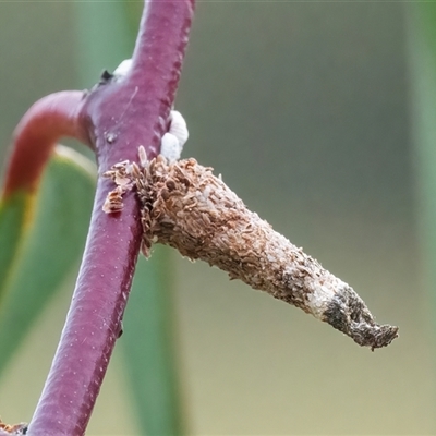 Psychidae (family) IMMATURE (Unidentified case moth or bagworm) at Googong, NSW - 1 Dec 2024 by WHall