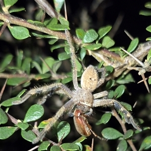 Neosparassus calligaster (Beautiful Badge Huntsman) at Bungendore, NSW by clarehoneydove