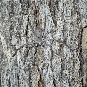 Isopeda canberrana at Bungendore, NSW - 1 Dec 2024