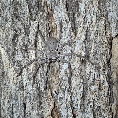 Isopeda canberrana (Canberra Huntsman Spider) at Bungendore, NSW - 1 Dec 2024 by clarehoneydove