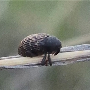 Melanterius maculatus at Bungendore, NSW - suppressed