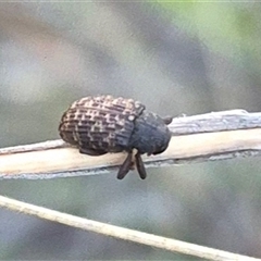 Melanterius maculatus at Bungendore, NSW - suppressed