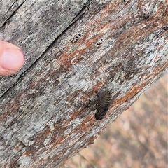 Dasybasis sp. (genus) (A march fly) at Bungendore, NSW - 1 Dec 2024 by clarehoneydove