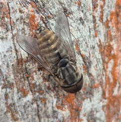 Dasybasis sp. (genus) at Bungendore, NSW - 1 Dec 2024