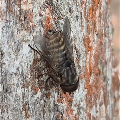 Dasybasis sp. (genus) at Bungendore, NSW - 1 Dec 2024