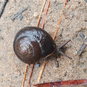 Sauroconcha sheai (Woronora Woodland Snail) at Penrose, NSW by Aussiegall