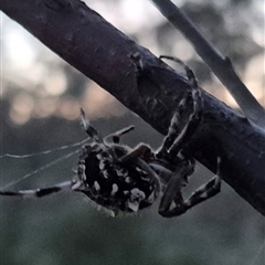 Backobourkia heroine (Heroic Orb-weaver) at Bungendore, NSW - 1 Dec 2024 by clarehoneydove