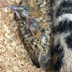 Oriolus sagittatus at Kangaroo Valley, NSW - 1 Dec 2024 05:34 PM