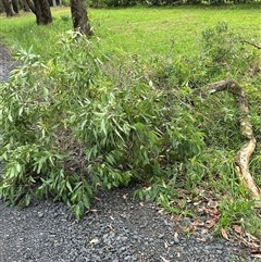 Oriolus sagittatus at Kangaroo Valley, NSW - 1 Dec 2024 05:34 PM