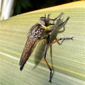 Zosteria rosevillensis (A robber fly) at Ainslie, ACT by Pirom