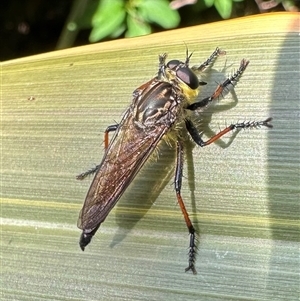 Zosteria rosevillensis at Ainslie, ACT - 1 Dec 2024 06:15 PM