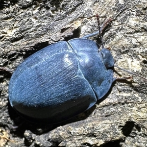 Pterohelaeus piceus at Ainslie, ACT - 26 Nov 2024