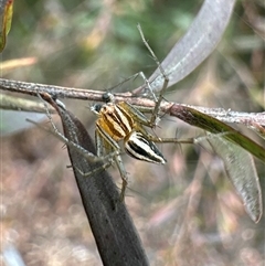 Oxyopes gracilipes at Ainslie, ACT - 1 Dec 2024 by Pirom