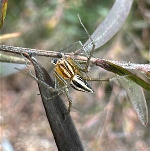 Oxyopes gracilipes (Graceful-legs Lynx Spider) at Ainslie, ACT by Pirom