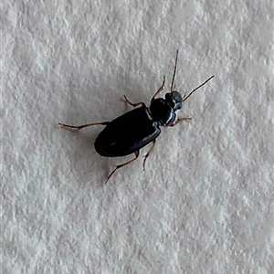 Tenebrionidae (family) at Kangaroo Valley, NSW by lbradley