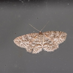 Ectropis fractaria (Ringed Bark Moth) at Penrose, NSW by Aussiegall