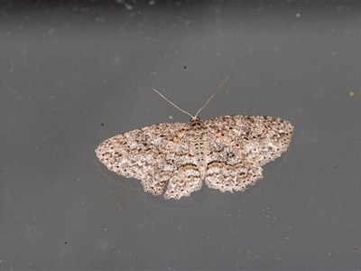 Ectropis fractaria (Ringed Bark Moth) at Penrose, NSW - 24 Nov 2024 by Aussiegall