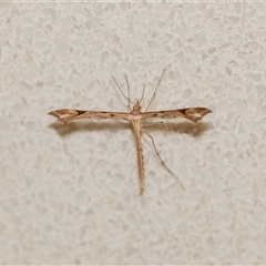 Sinpunctiptilia emissalis (Speedwell Pterror) at Penrose, NSW - 26 Nov 2024 by Aussiegall