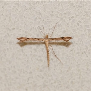 Sinpunctiptilia emissalis at Penrose, NSW - suppressed