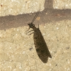 Archichauliodes (Riekochauliodes) guttiferus (Dobsonfly or Fishfly) at Penrose, NSW - 26 Nov 2024 by Aussiegall